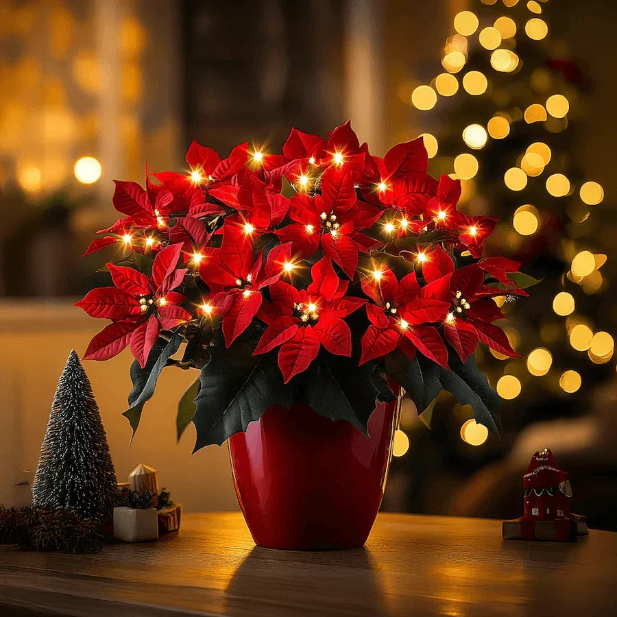 Kerstster Robijn Stralend