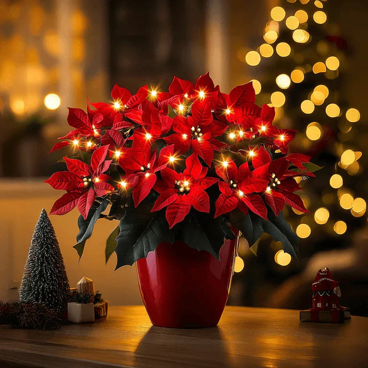 Kerstster Robijn Stralend
